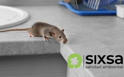 Preparación para el invierno: cómo evitar que los roedores se refugien en tu hogar