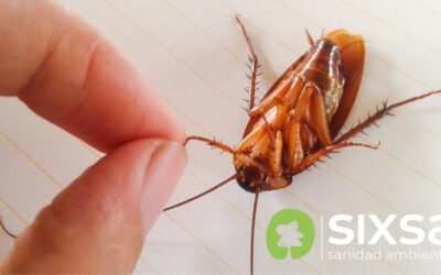 Cucarachas en primavera: por qué aparecen más y cuándo deberías preocuparte