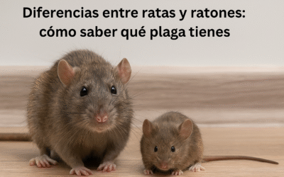 Diferencias entre ratas y ratones: cómo saber qué plaga tienes