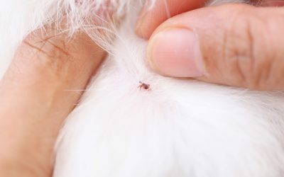Cómo acabar con las pulgas en tu casa