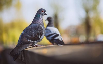 Plagas de Palomas: ¿Cómo Evitarlas de Forma Efectiva?