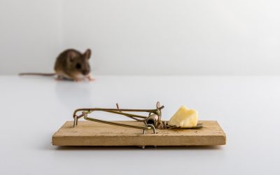 Cómo Terminar con los Ratones de Forma Efectiva