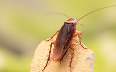Las Cucarachas Son Cada Vez Más Resistentes a los Insecticidas: ¿Cómo Combatirlas?