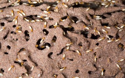 ¿Tiene plaga de termitas o carcoma? Os damos las claves para erradicarlas