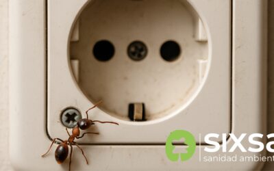 ¿Es normal tener hormigas dentro de los enchufes o interruptores?