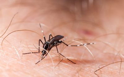Las principales plagas de verano, ¿cómo prevenirlas?