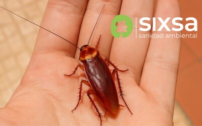 La cucaracha americana invade hogares en verano: cómo identificarla y eliminarla con eficacia