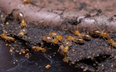 Muebles de madera, recomendaciones para prevenir y evitar carcoma o termitas